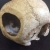 Il Cranio trapanato...Chi l'ha visto?