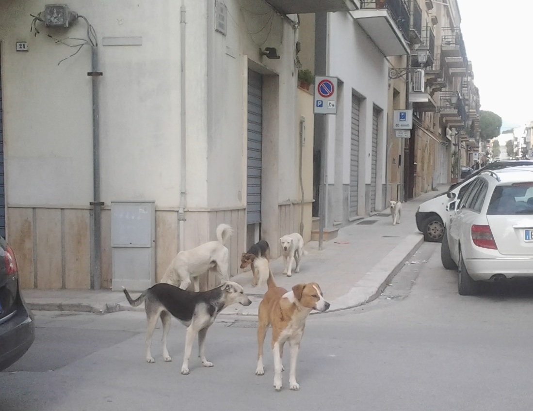 Cani a passeggio per la città di Partanna