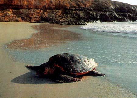 Le tartarughe marine tornano a nidificare sulle coste siciliane