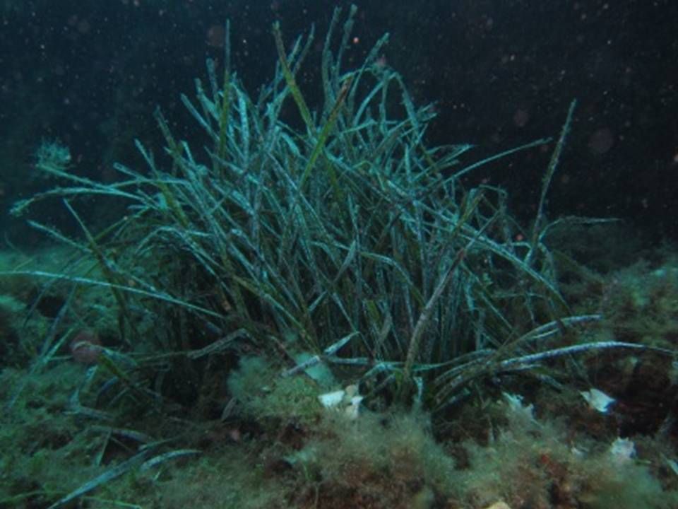 Nell’Area Marina Protetta delle Isole Egadi la Posidonia cresce anche sui relitti sommersi