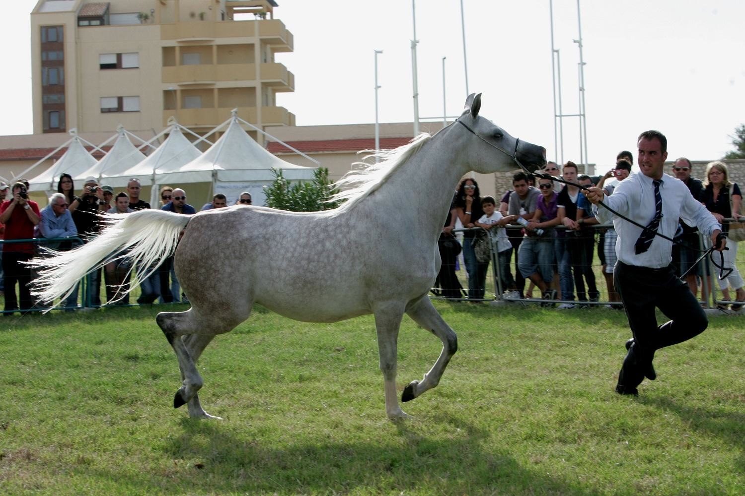 Trapani Arabian Horses Cup – V Show Internazionale Cat. C (ECAHO)
