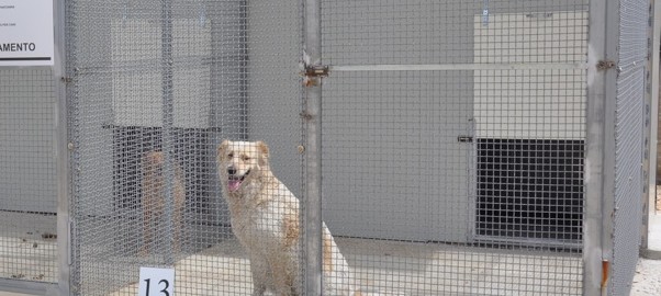 Domani (28 aprile) sarà inaugurato il Rifugio per cani