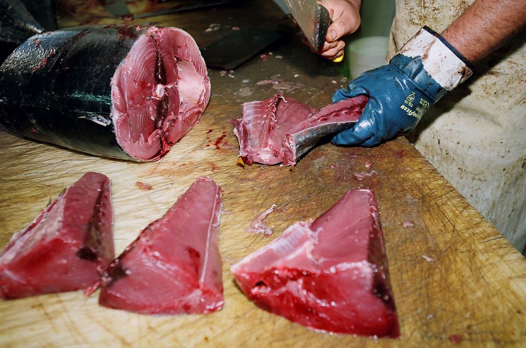 Pesca del tonno secondo criteri di massima sostenibilità e compatibilità ambientale
