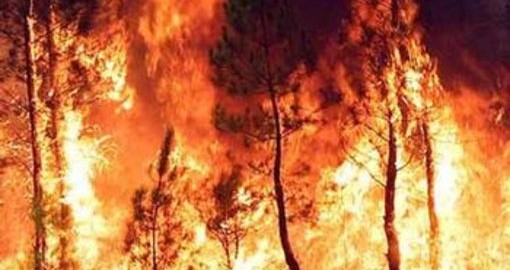 Comunicato del Pd provinciale sui recenti incendi