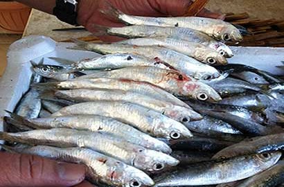 Fervono i preparativi per la Sagra del Pesce Azzurro a Marettimo