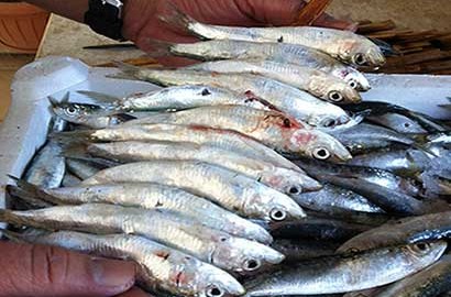 Il pesce azzurro del Golfo di Castellammare protagonista del “Fish Fest”