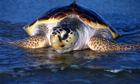 Il Centro regionale di monitoraggio e recupero delle tartarughe marine diventa Centro di referenza nazionale
