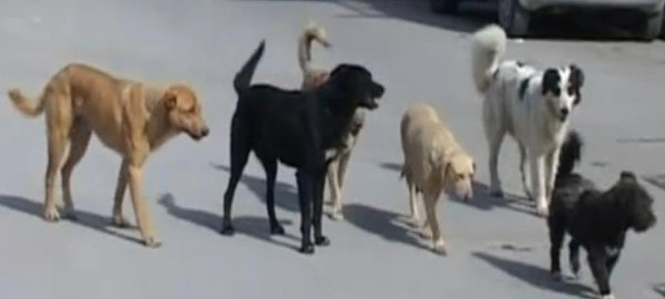 25 cani dalla Sicilia raggiungono in nave famiglie adottanti del Nord Italia