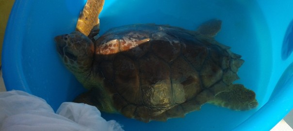 Salvate due tartarughe marine nell’Area marina protetta delle Isole Egadi