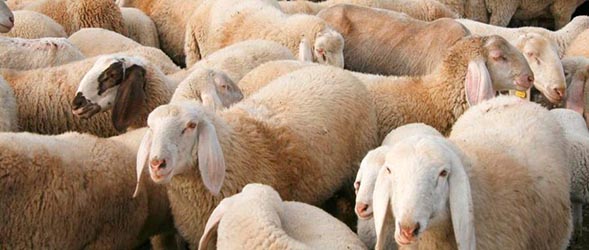 Partanna, il sindaco sospende ad agosto la Fiera del bestiame del Belice “a causa delle alte temperature previste”