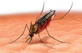 La Malaria a Castelvetrano