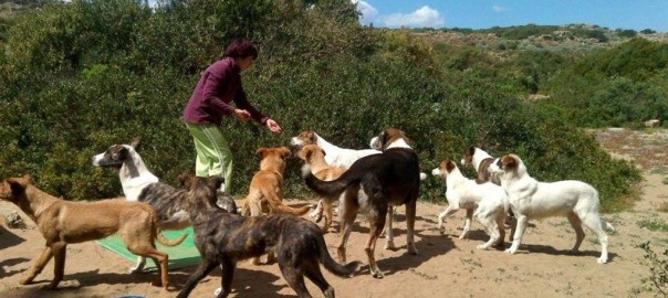 Sono stati accalappiati i 31 cani del Parco archeologico di Selinunte
