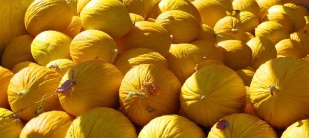 “La notte gialla – Sagra del melone giallo di Gibellina”