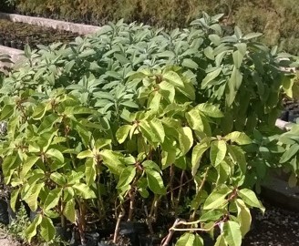 1.000 nuovi alberi da piantumare a Gibellina