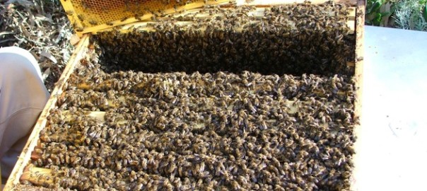 Miele e parassiti, le aziende apistiche siciliane sono al sicuro