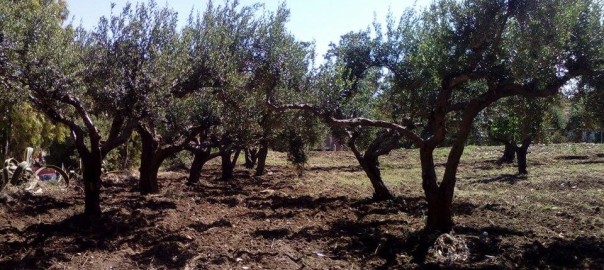 Pomodori e lattuga in un terreno sequestrato alla mafia