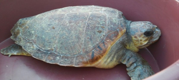 Sabato sarà liberata una tartaruga Caretta caretta