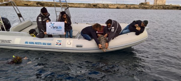 Liberata Noemi, l’ultimo esemplare di Caretta caretta curato presso il Centro di primo Soccorso Tartarughe Marine