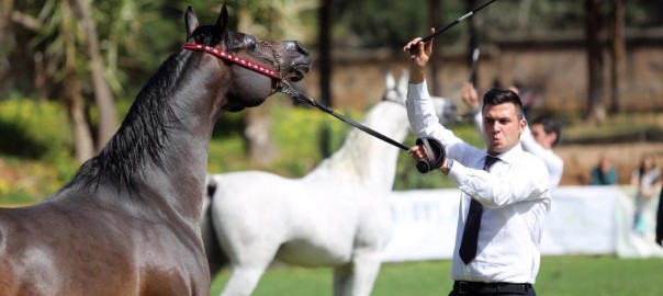 Trofeo “Palermo Arabian Horses Cup – VIII Show Internazionale”