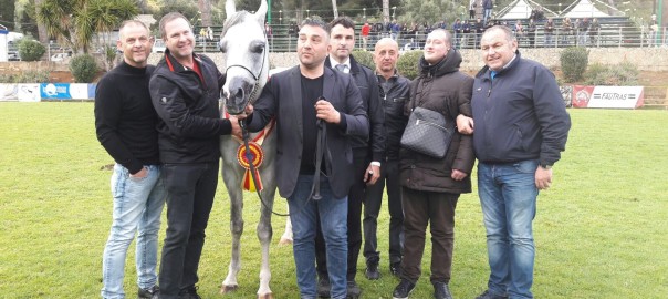 Premiati i cavalli arabi più belli
