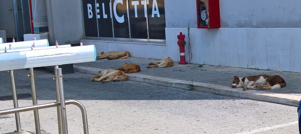 Cani a Belicittà