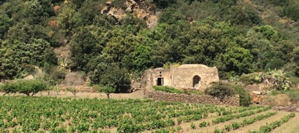 Salemi, vendemmia della legalita’ con 30 volontari nel vigneto confiscato