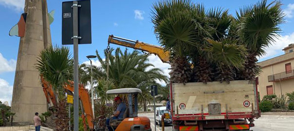 Decoro e arredo urbano, a Gibellina tornano le palme