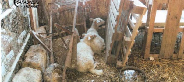 Animali abbandonati e tenuti in precarie condizioni igienico sanitarie. Denunciato 73enne trapanese