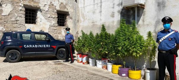 Coltivava piante di marijuana, arrestato 51enne dai carabinieri