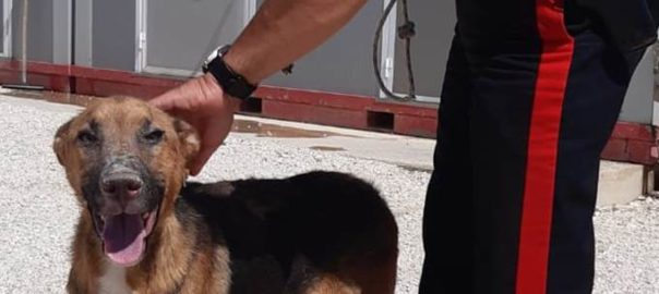 Denunciata la proprietaria di un cane vittima di maltrattamenti messo in salvo dai carabinieri.