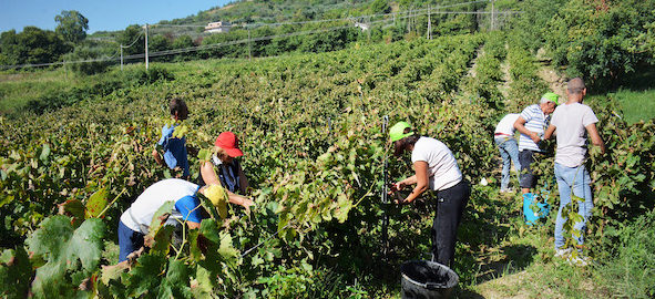 Sabato la vendemmia della legalità