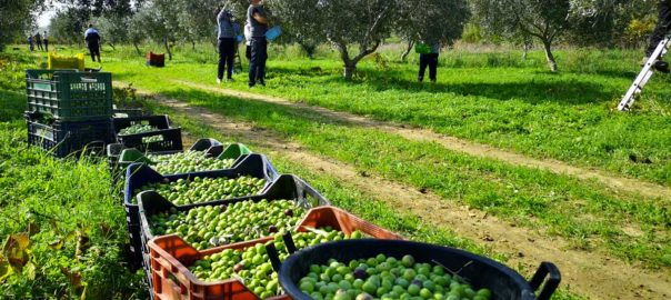 Raccolte le olive a Selinunte nel fondo confiscato