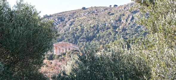 Il Parco archeologico di Segesta produce il primo olio extravergine d’oliva