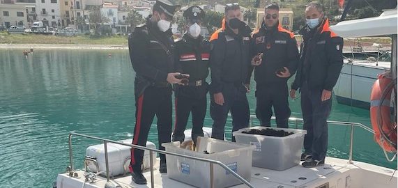 Circa 1000 ricci di mare pescati illegalmente: carabinieri e capitaneria di porto li recuperano rigettandoli in mare