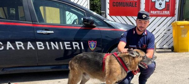 Salvato dai Carabinieri un esemplare di pastore tedesco