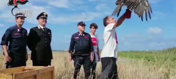 Carabinieri forestali rilasciano all’interno della riserva naturale delle saline di Trapani un raro esemplare di Aquila del Bonelli