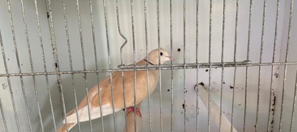 Nuovo successo per la Mostra Ornitologica Città di Marsala al Csr