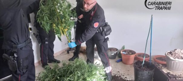 Servizio coordinato dei Carabinieri. Denunce e sequestro di piante di marijuana