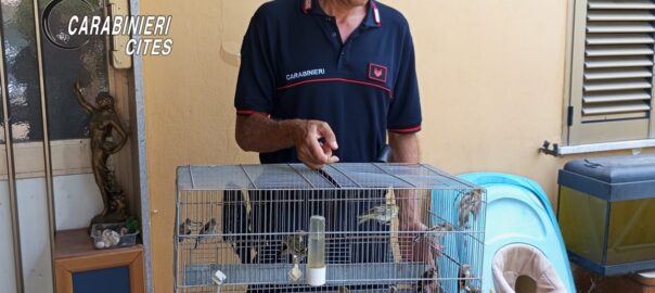 Denunciato uomo per detenzione illegale di animali di specie protette