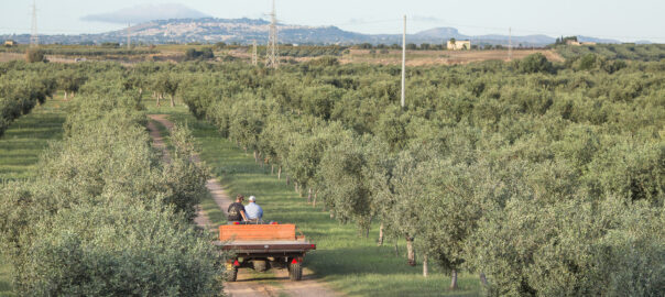 A Marinella di Selinunte sabato sarà presentato il Club degli Agricoltori del Belice