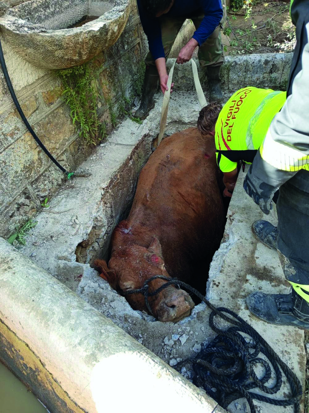 Gangi, mucca cade in un tombino. Salvata dopo ore di lavoro